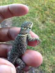 Sceloporus aureolus
