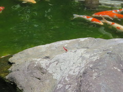 Crocothemis servilia mariannae