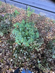 Impatiens parviflora