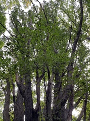 Quercus macrocarpa