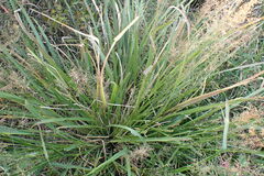 Coleataenia rigidula