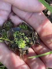 Riccia huebeneriana