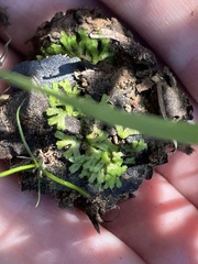 Riccia huebeneriana
