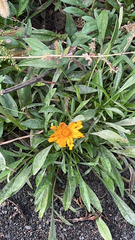 Gazania rigens
