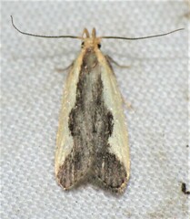 Dichomeris inserrata