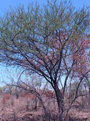 Vachellia nilotica