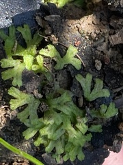 Riccia huebeneriana