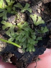 Riccia huebeneriana
