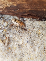 Eurynebria complanata