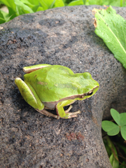Hyla euphorbiacea