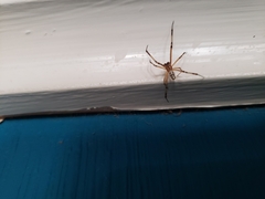 Latrodectus hesperus