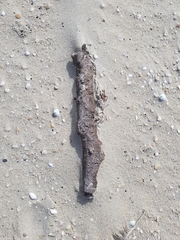 Eurynebria complanata