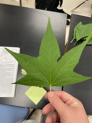 Liquidambar