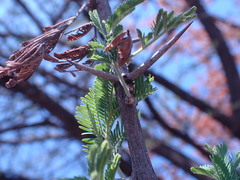 Vachellia nilotica