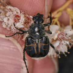 Trichiotinus assimilis