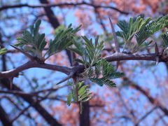 Vachellia nilotica