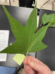 Liquidambar