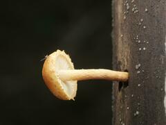 Pleuroflammula tuberculosa