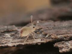 Dicyrtomina ornata