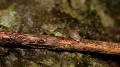 Palaina intercollis