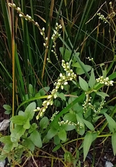 Persicaria punctata