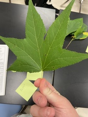 Liquidambar