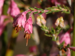 Erica placentiflora