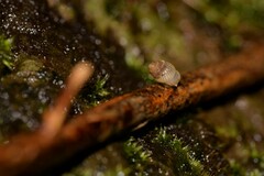 Palaina intercollis