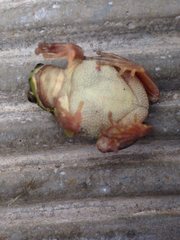Hyla euphorbiacea
