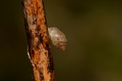 Palaina intercollis