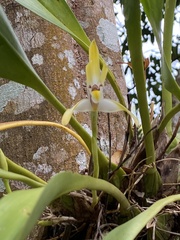 Maxillaria luteograndiflora