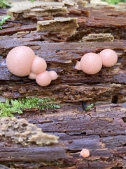 Lycogala epidendrum