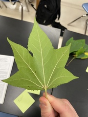 Liquidambar