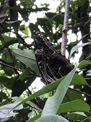 Morpho deidamia