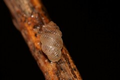 Palaina intercollis