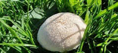 Lycoperdon pratense