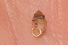 Palaina intercollis