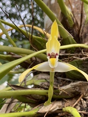 Maxillaria luteograndiflora