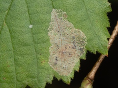 Phyllonorycter coryli