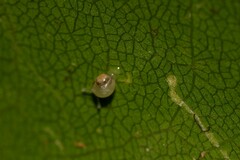 Elasmias wakefieldiae