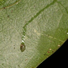 Elasmias wakefieldiae