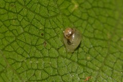 Elasmias wakefieldiae