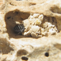Osmiini