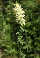 Pedicularis compacta