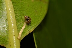Tornatellinops