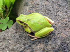 Hyla euphorbiacea