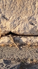Laudakia vulgaris