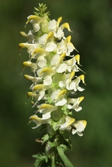 Pedicularis compacta