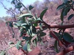 Ximenia caffra