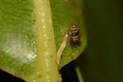 Tornatellinops